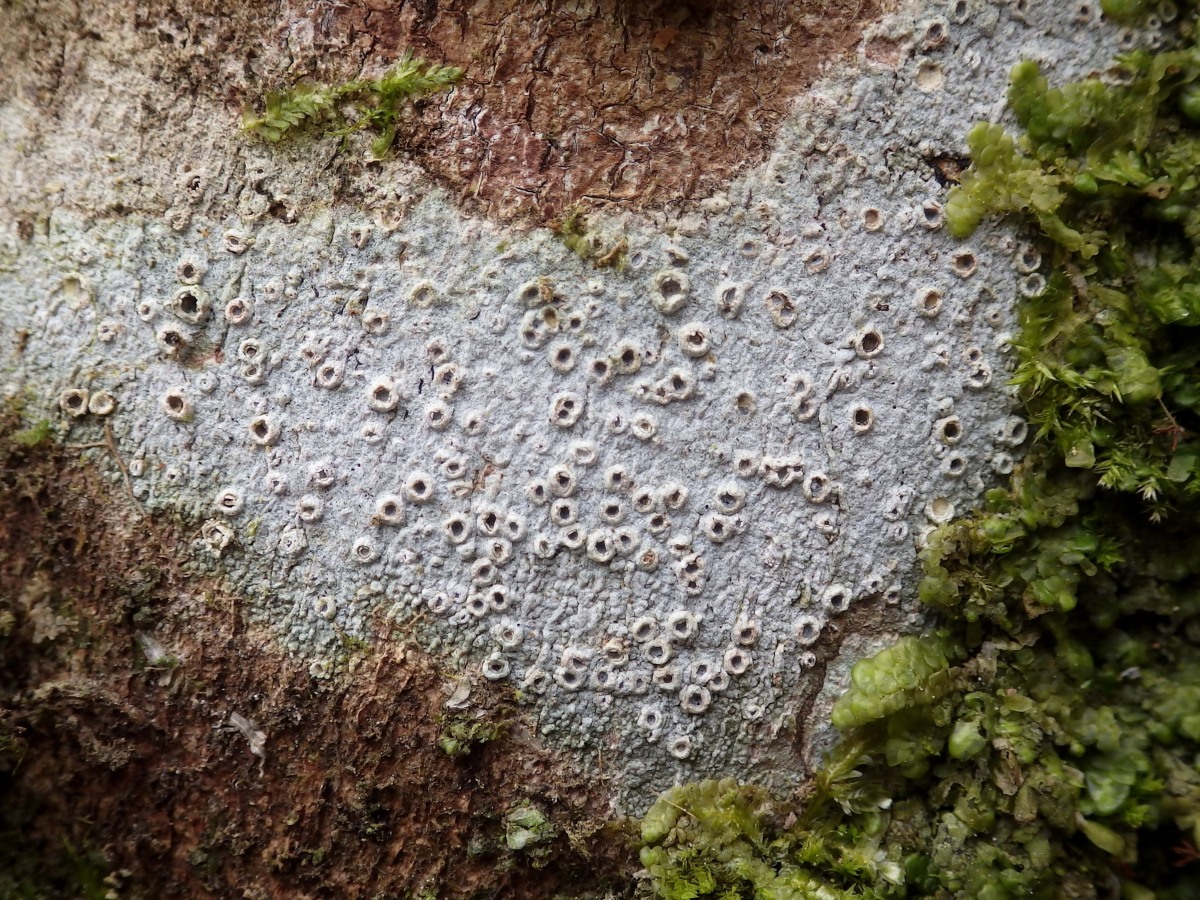 Представитель Семейства Thelotremataceae